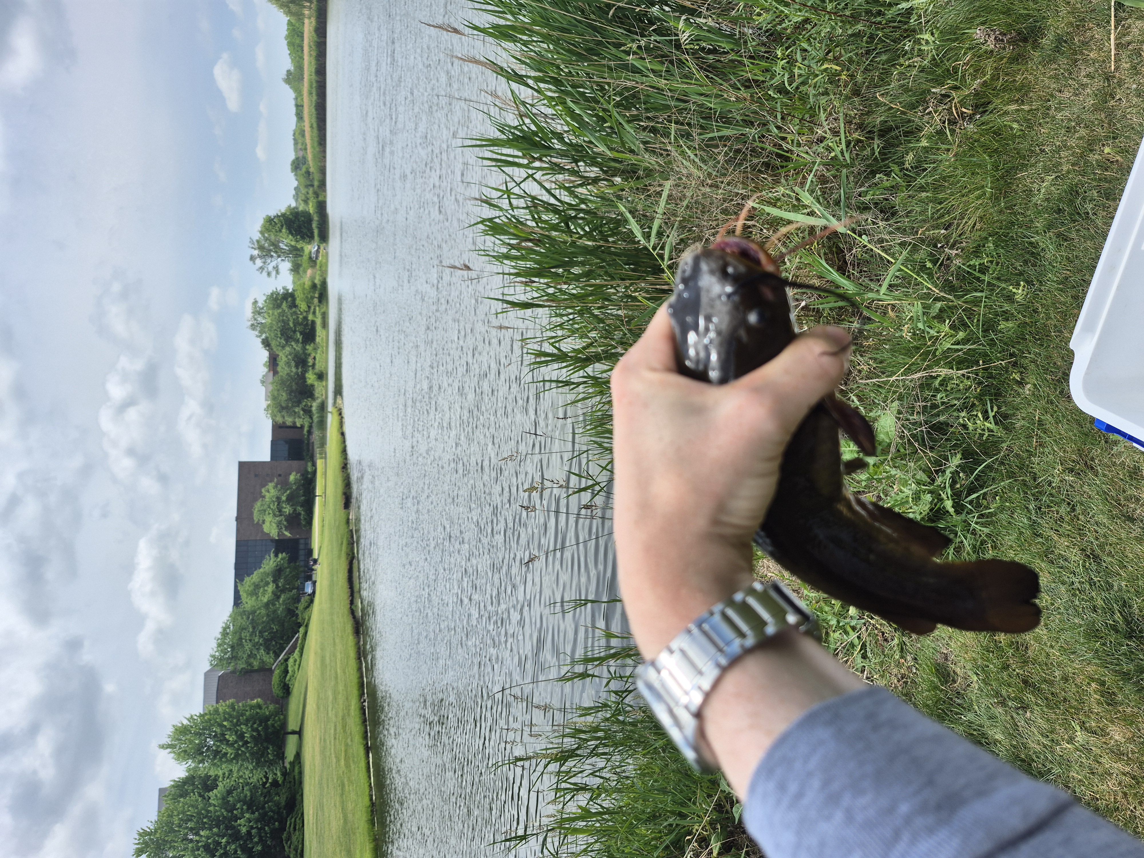 Brown bullhead caught after chumming with sardines and fishing a sliding Carolina rig