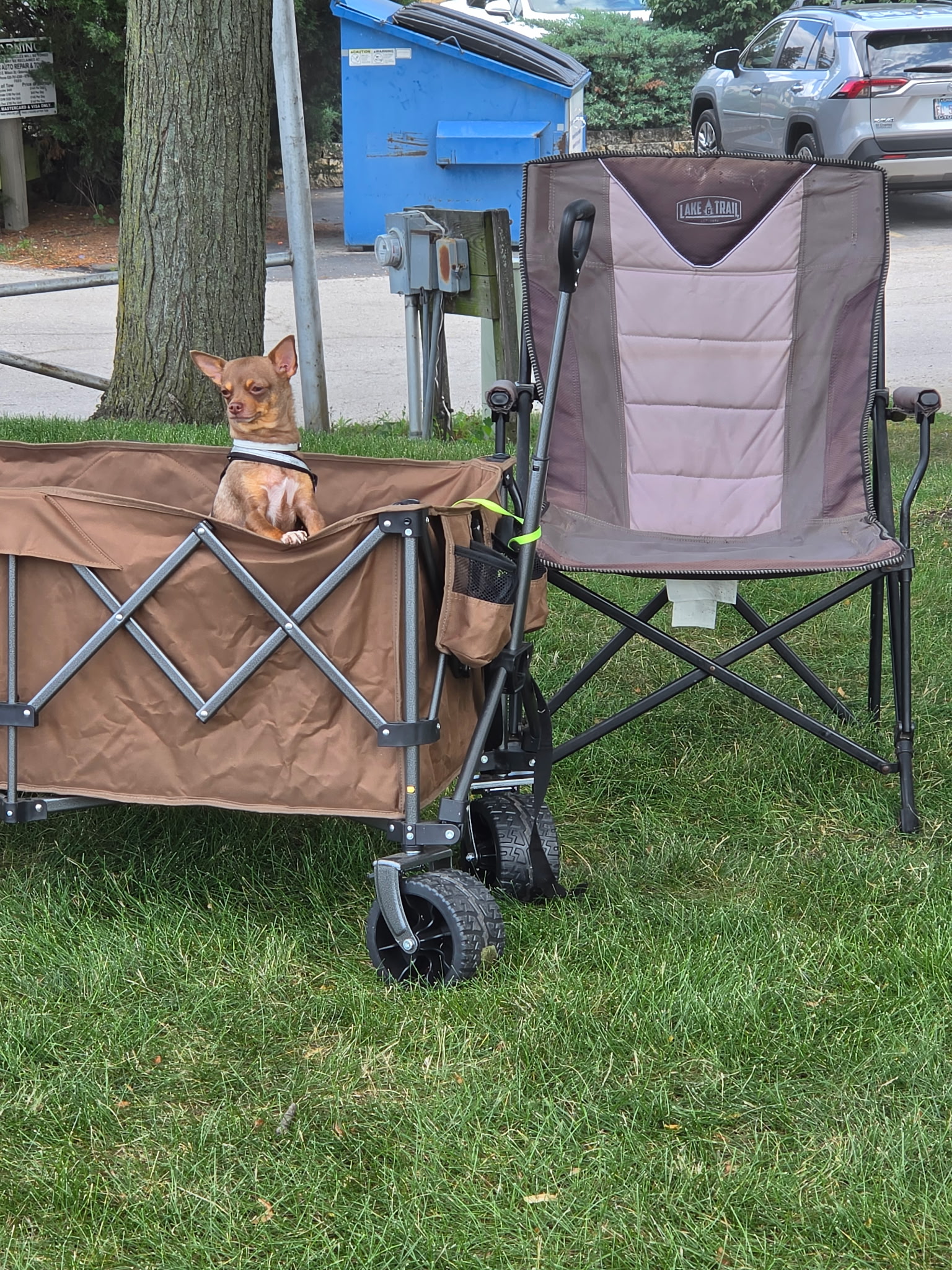 Small Chihuahua sitting in a wagon beside fishing chairs during a summer fishing trip